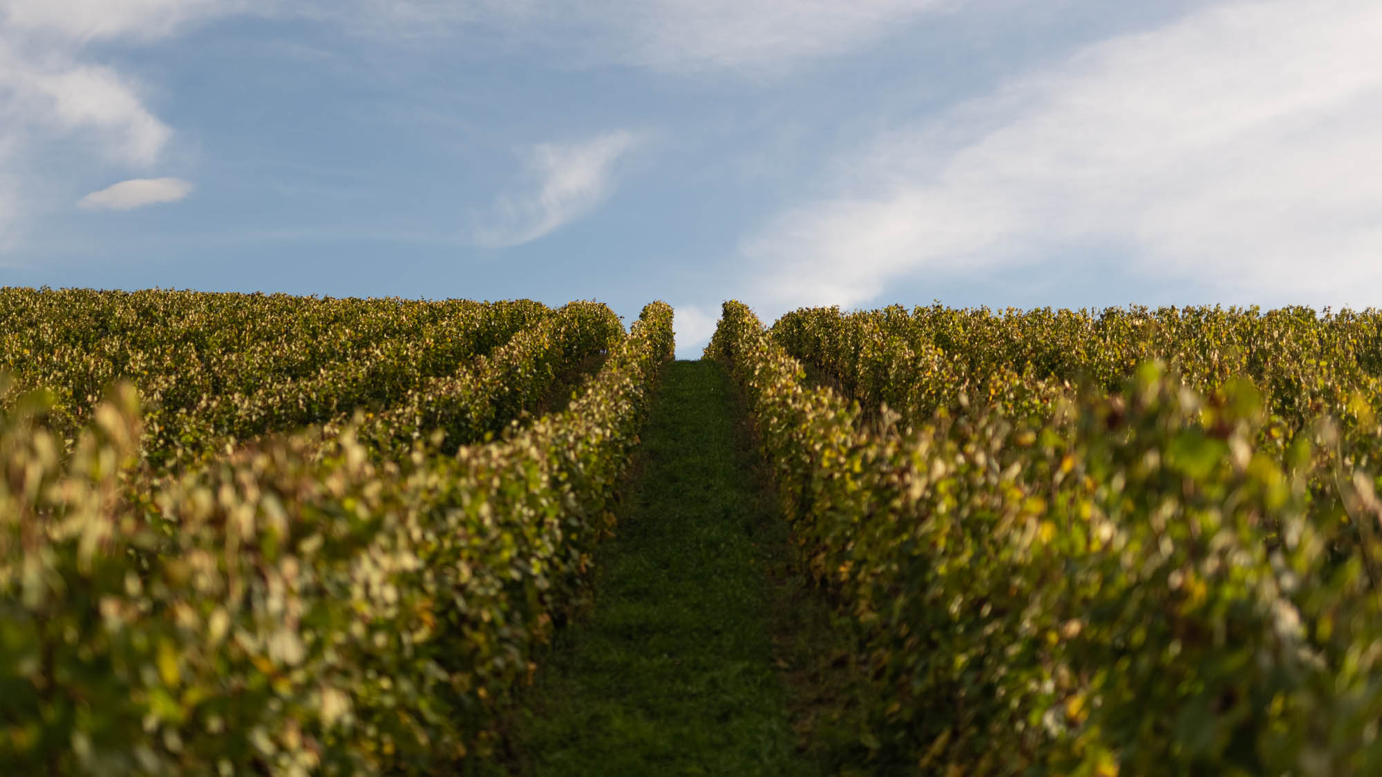 harvest vinobrani marek dvorak