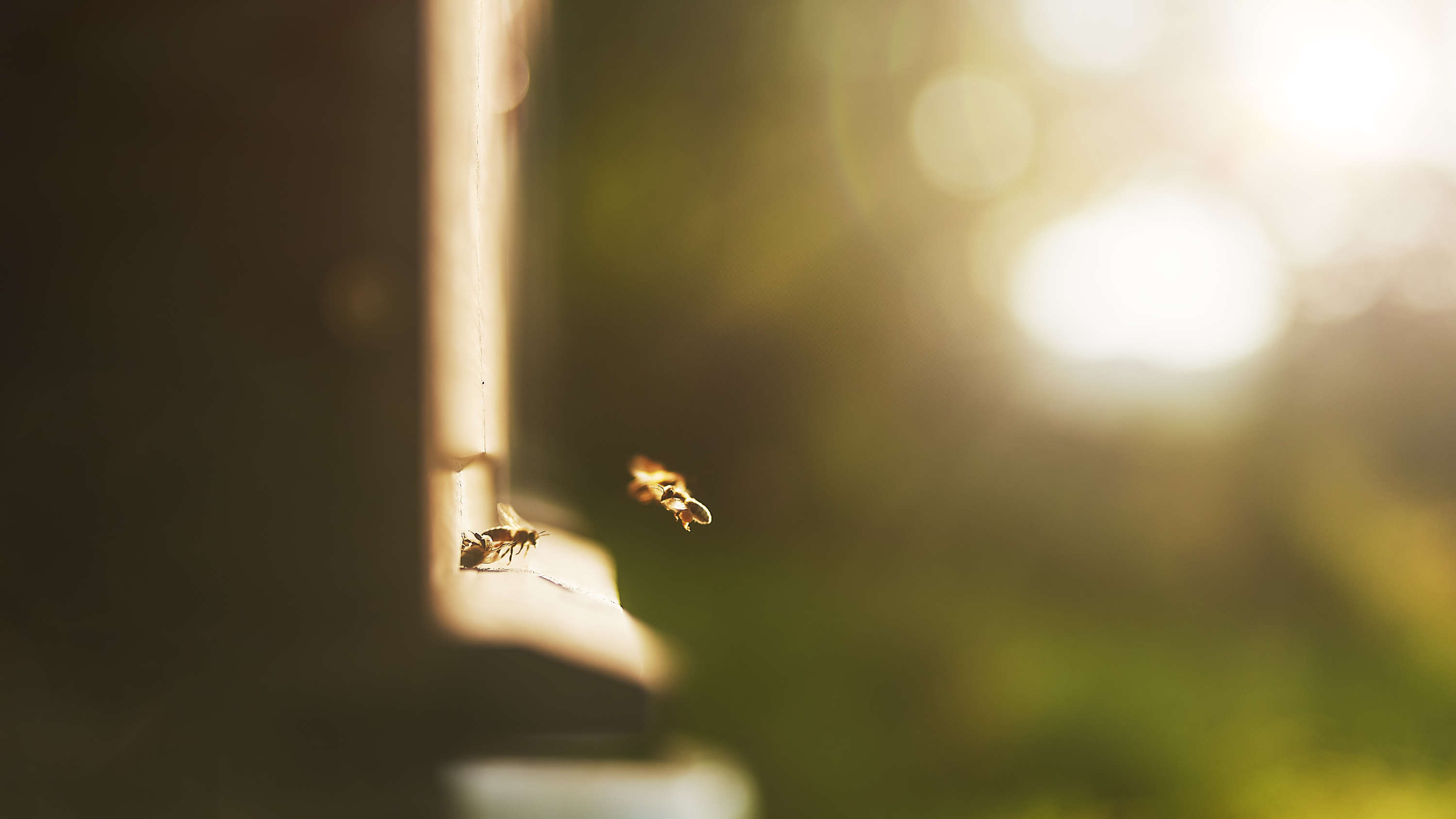 Dokumentární serie o včelaři