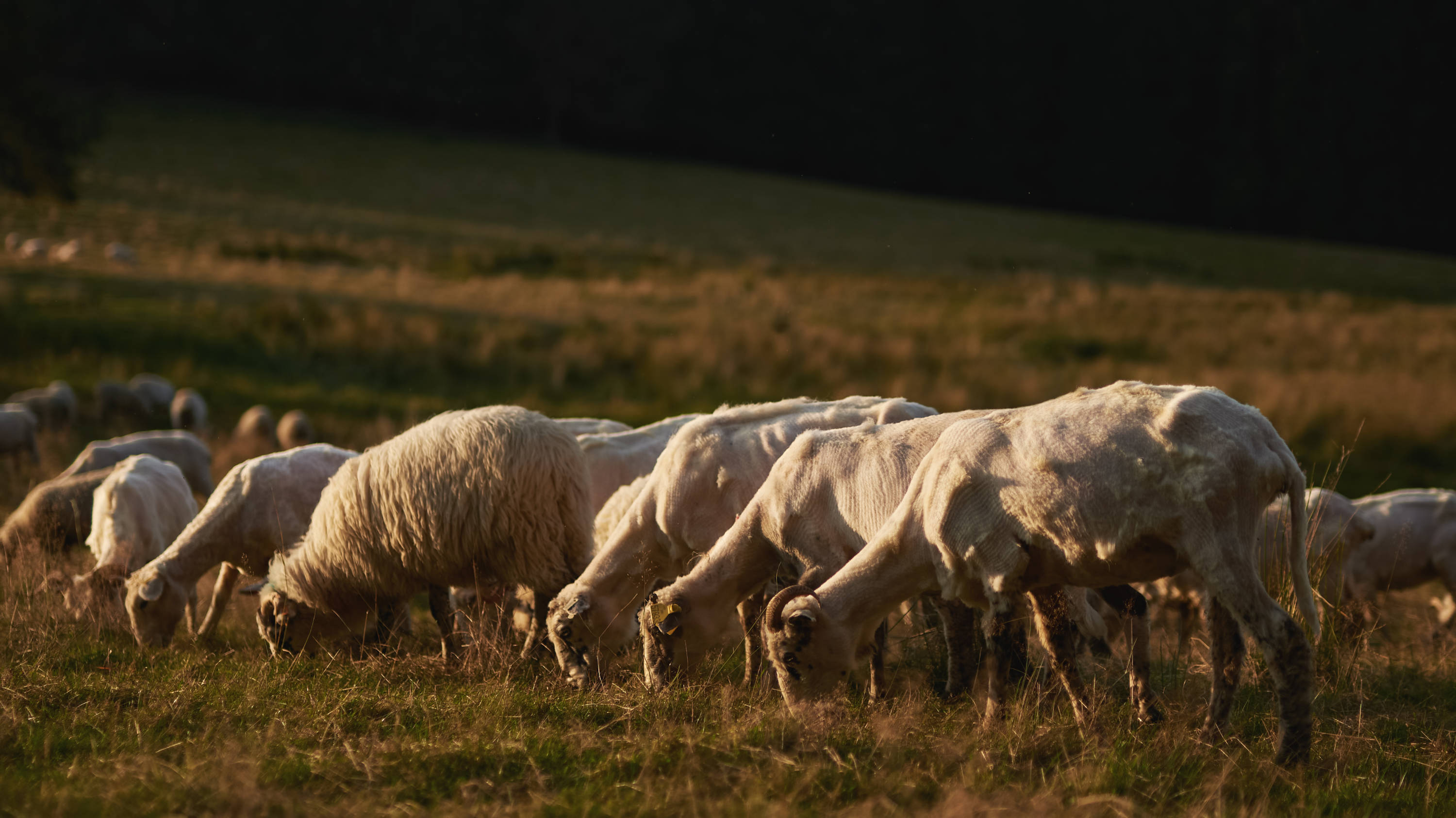 Sheep breeder documentary