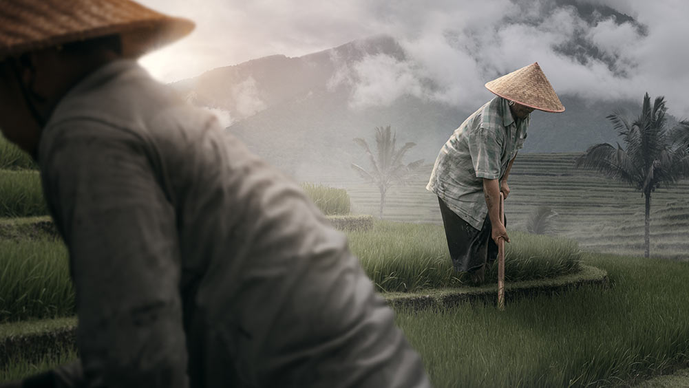 Farmáři na rýžových polích Jatiluwih