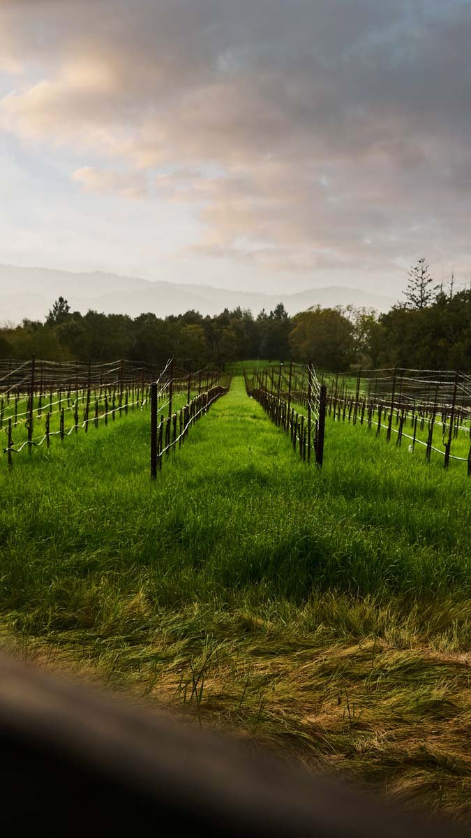 Napa Valley and San Francisco