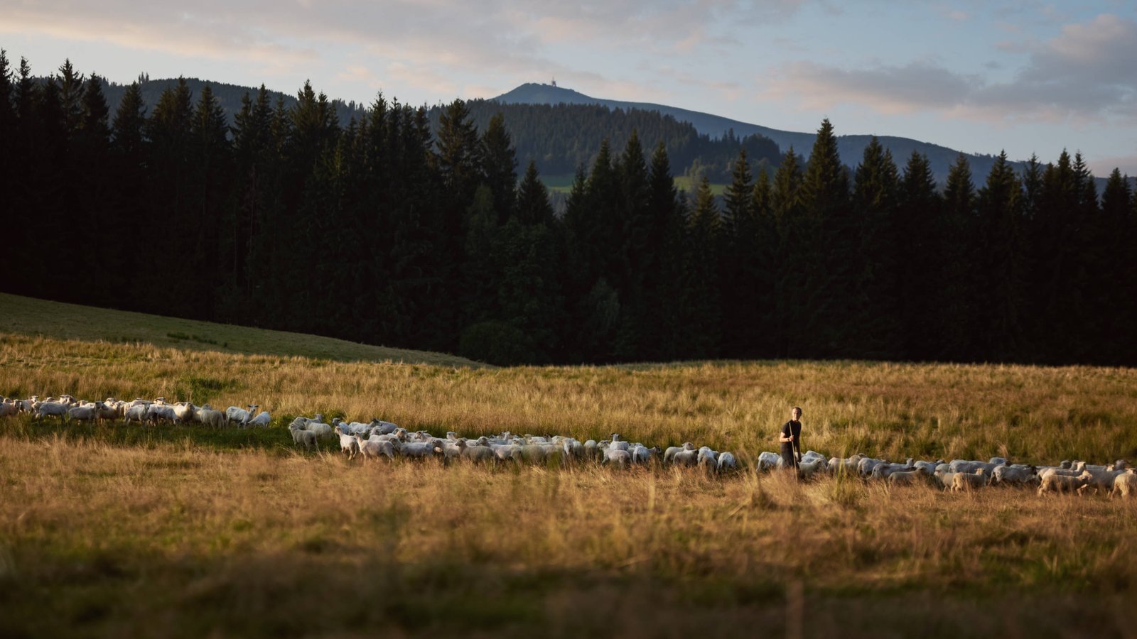 Sheep breeder documentary
